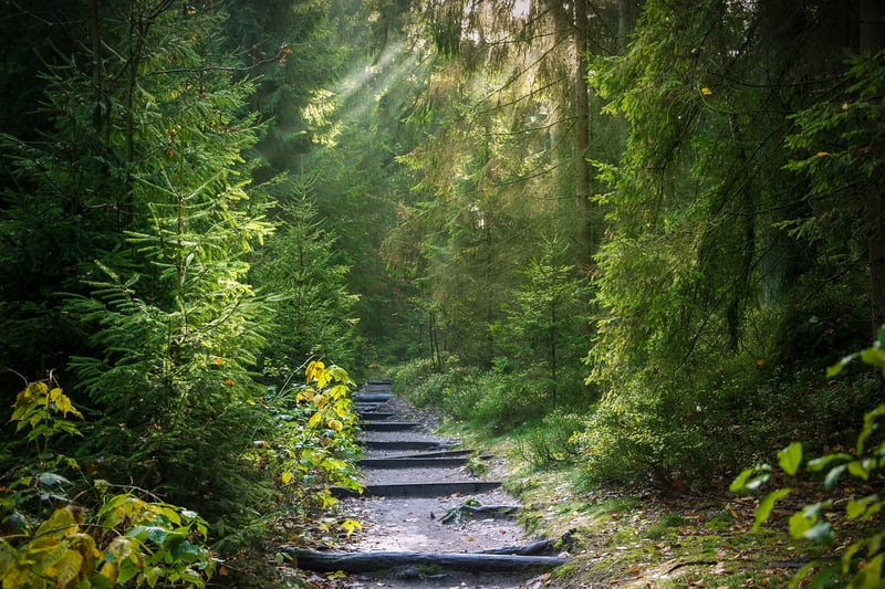 forest path mystery