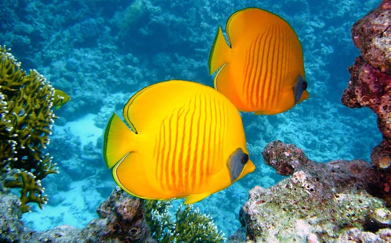 Snorkeling
